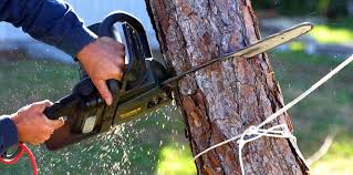 Best Tree Disease Treatment  in Pinardville, NH