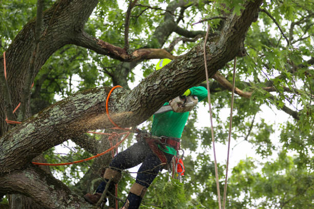 Best Arborist Consultation Services  in Pinardville, NH