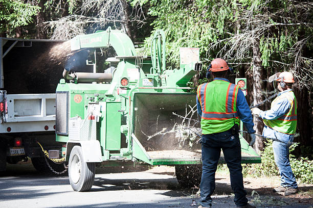 Best Tree Preservation Services  in Pinardville, NH