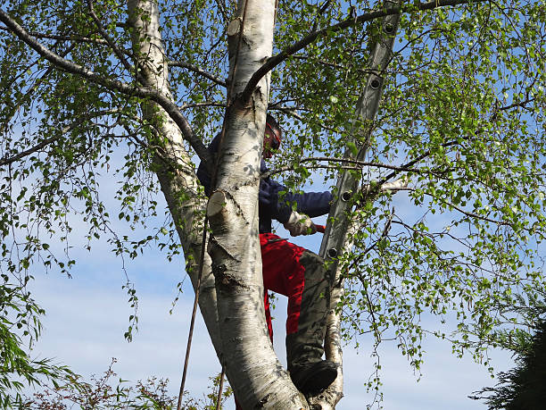 Best Utility Line Clearance  in Pinardville, NH